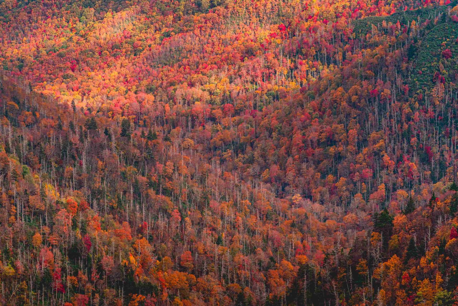 5 Best National Parks to Visit This Fall for Spectacular Foliage