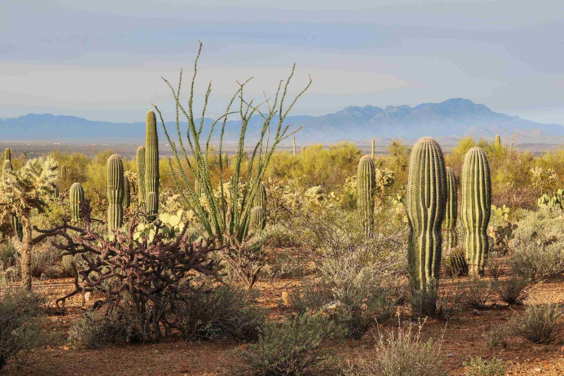 Saguaro National Park, Arizona