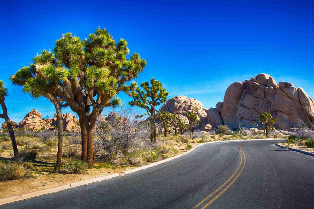 9 Amazing Things to Do in Joshua Tree National Park