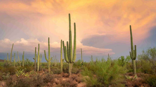 8 Amazing Things To Do In Saguaro National Park