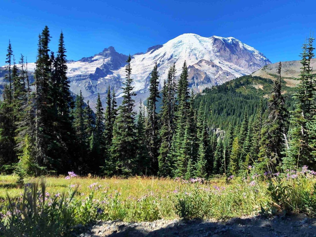 14 Amazing Things To Do In Mount Rainier National Park