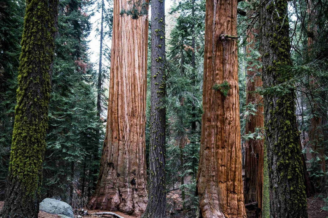 sequoia national park